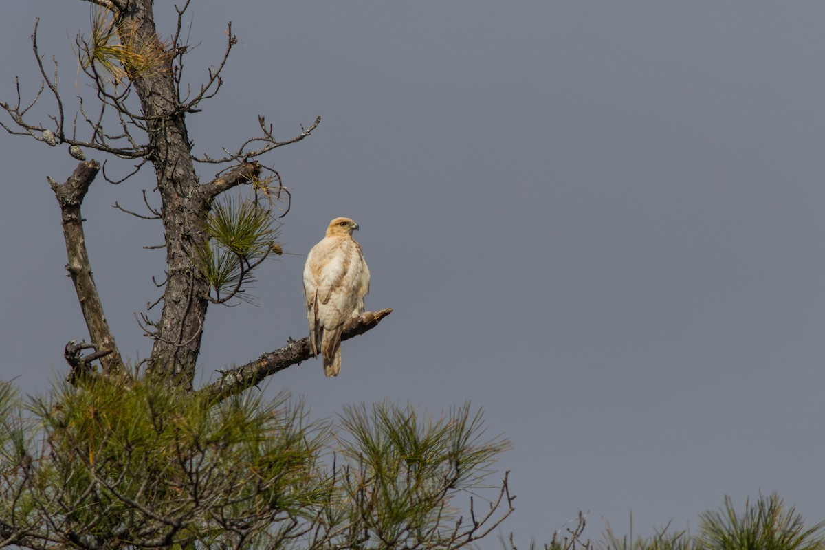 Red-tailed Hawk - Jack Rogers