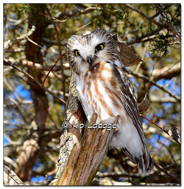 Northern Saw-whet Owl - ML87509671