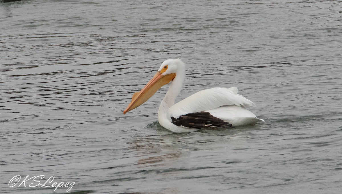 American White Pelican - ML87509701