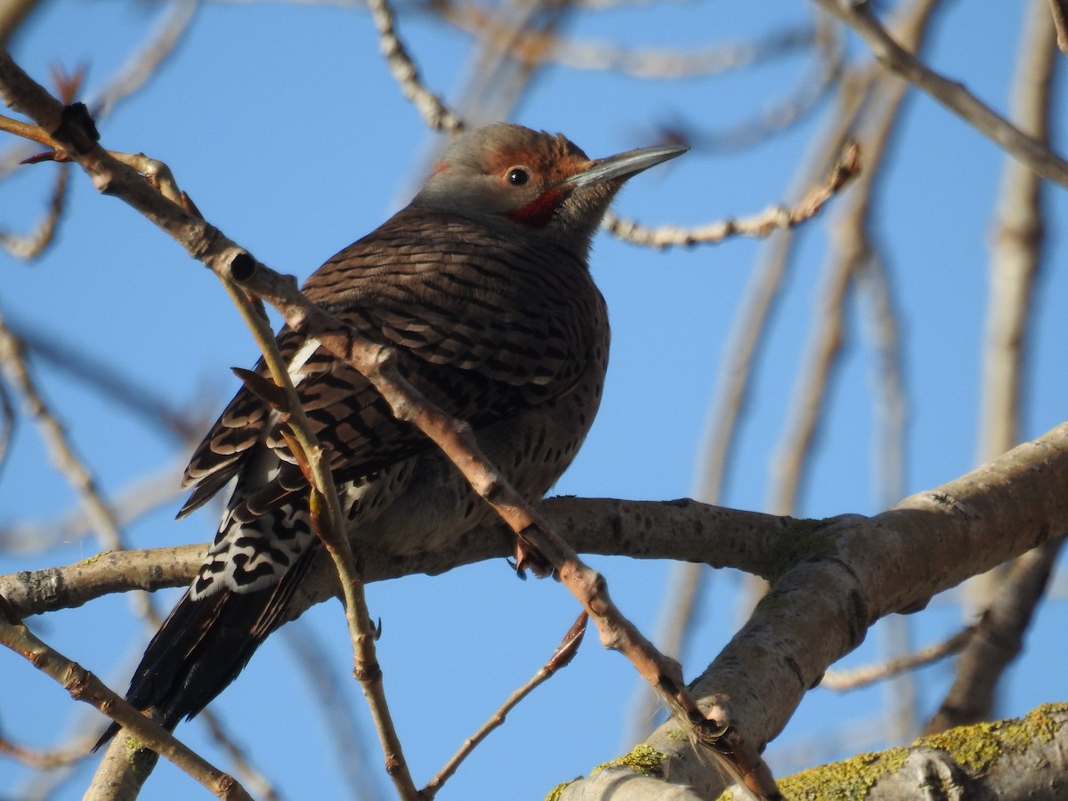 Northern Flicker (Yellow-shafted x Red-shafted) - Neill Vanhinsberg