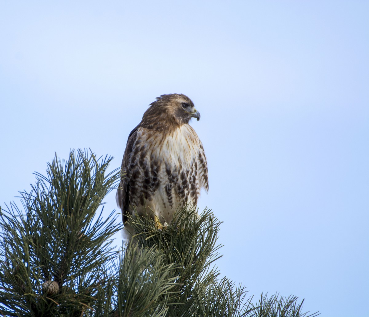 Red-tailed Hawk (abieticola) - ML87512191