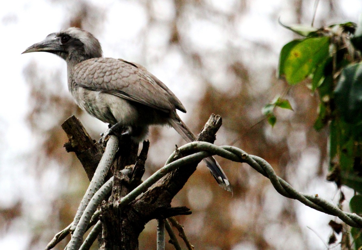 Indian Gray Hornbill - Neeraj Sharma