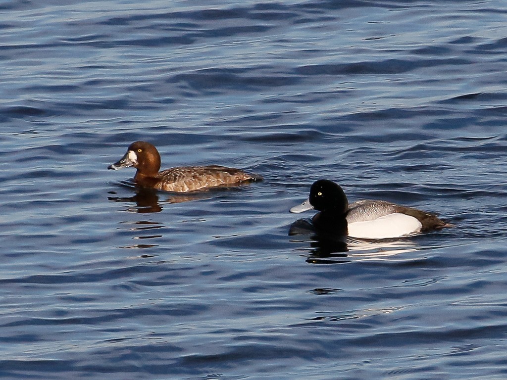 Greater Scaup - ML87514101