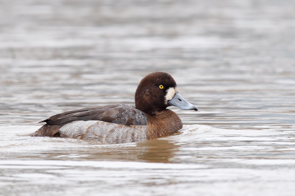 Greater Scaup - ML87514681