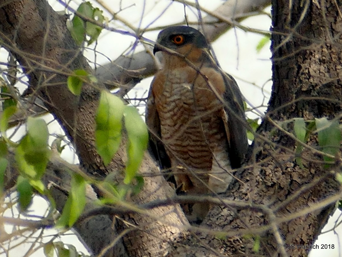 Eurasian Sparrowhawk - Jaswinder Waraich