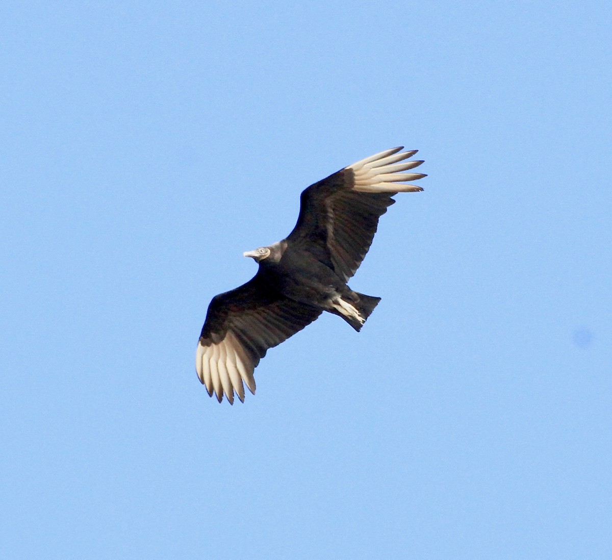 Black Vulture - ML87516141