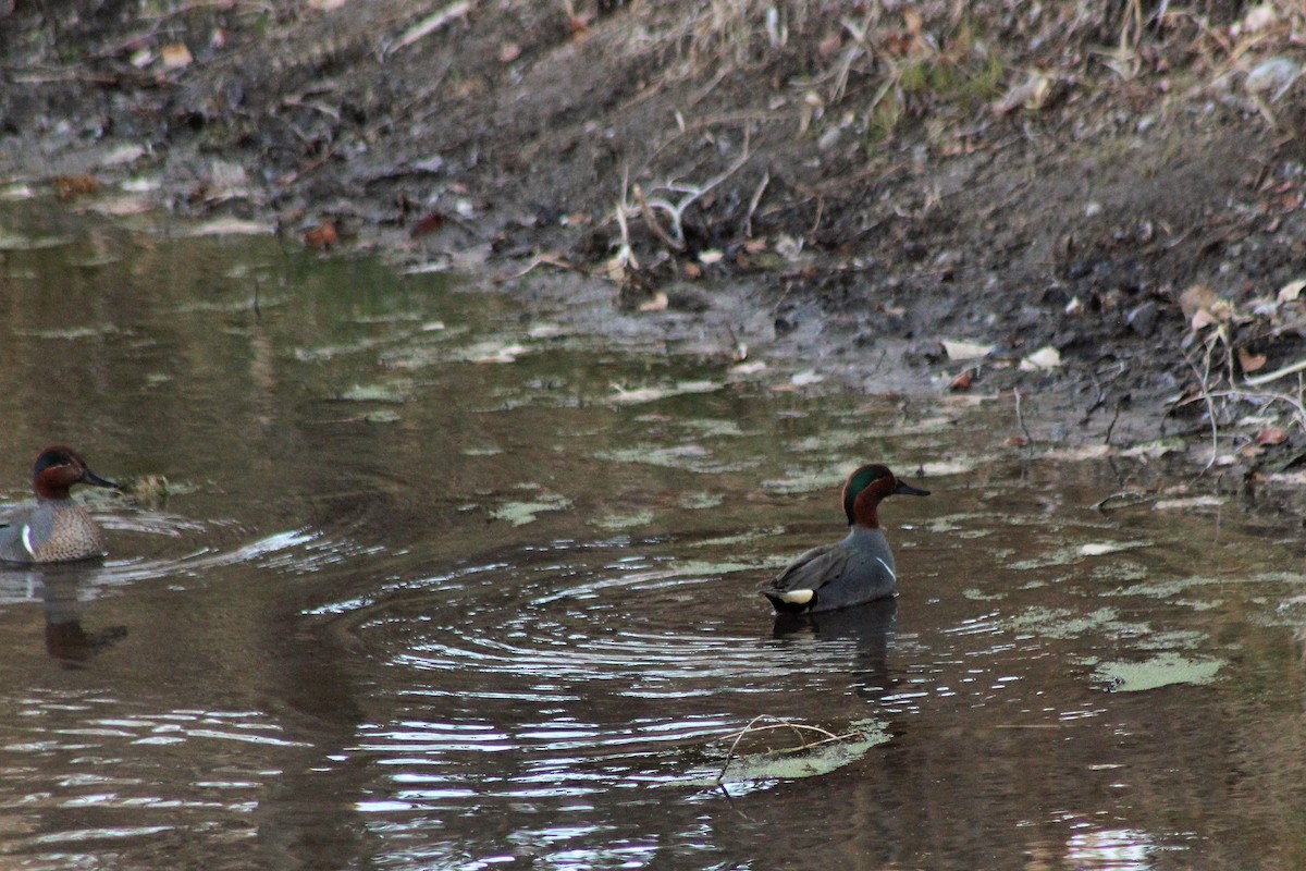 Green-winged Teal - ML87516631
