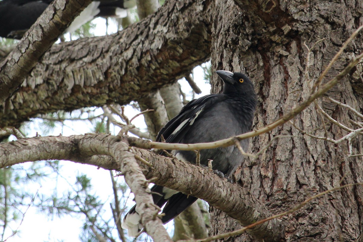 Pied Currawong - ML87517661