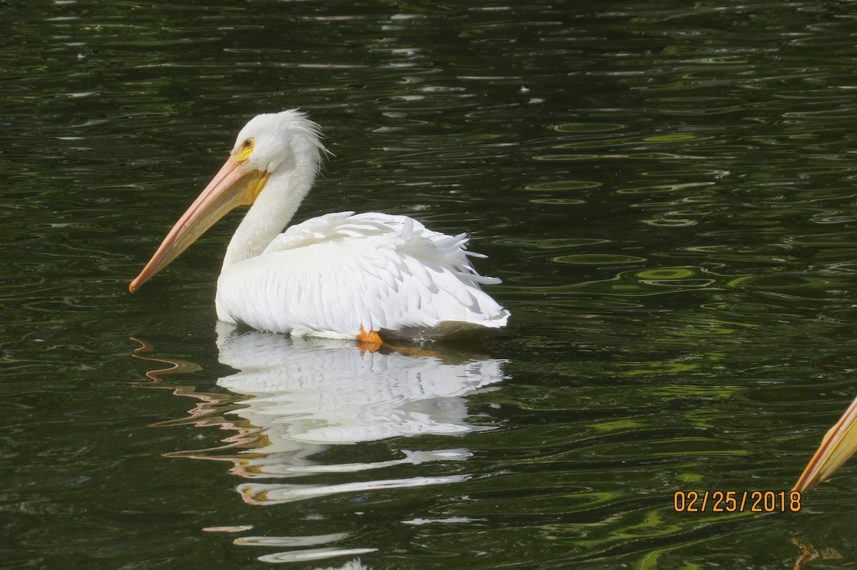 American White Pelican - Bill Palmer
