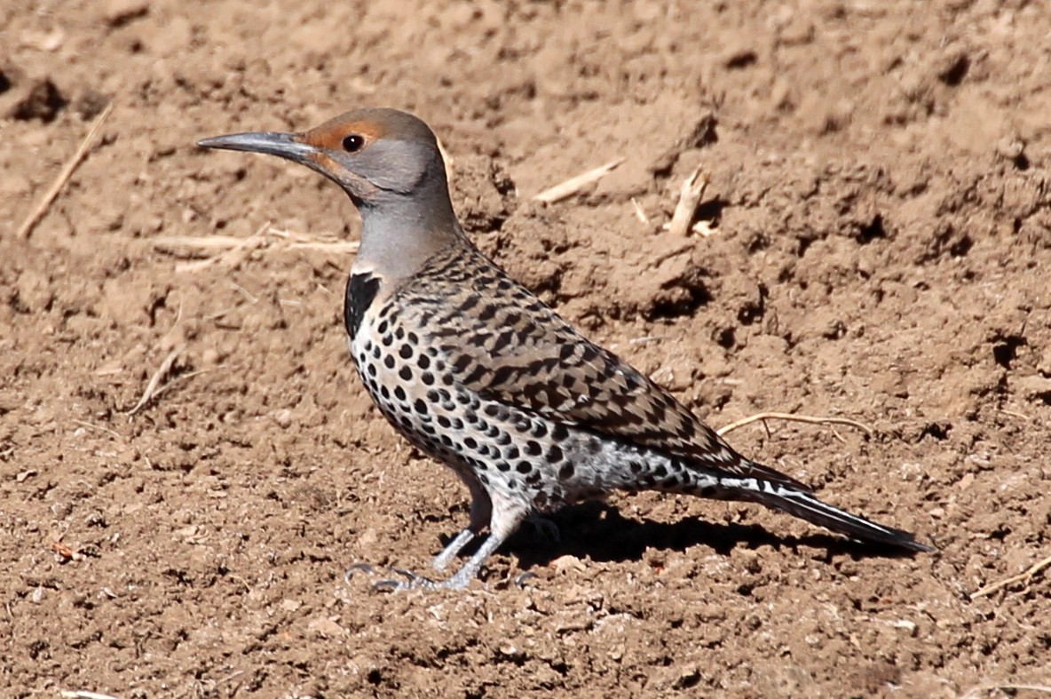 Northern Flicker (Red-shafted) - ML87518861