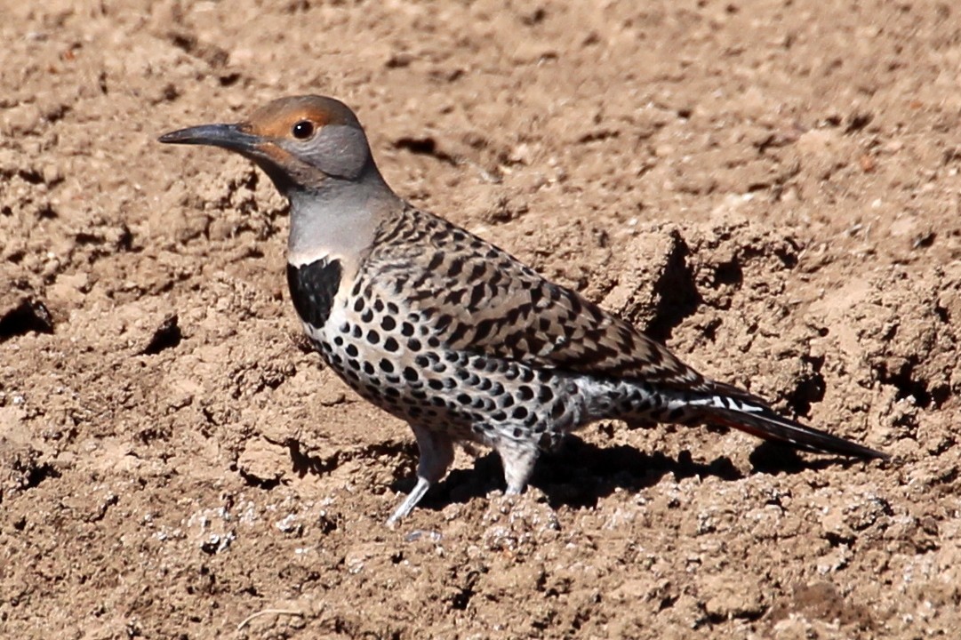 Northern Flicker (Red-shafted) - ML87518911