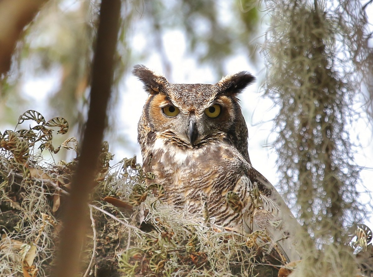 Great Horned Owl - Musa Awan
