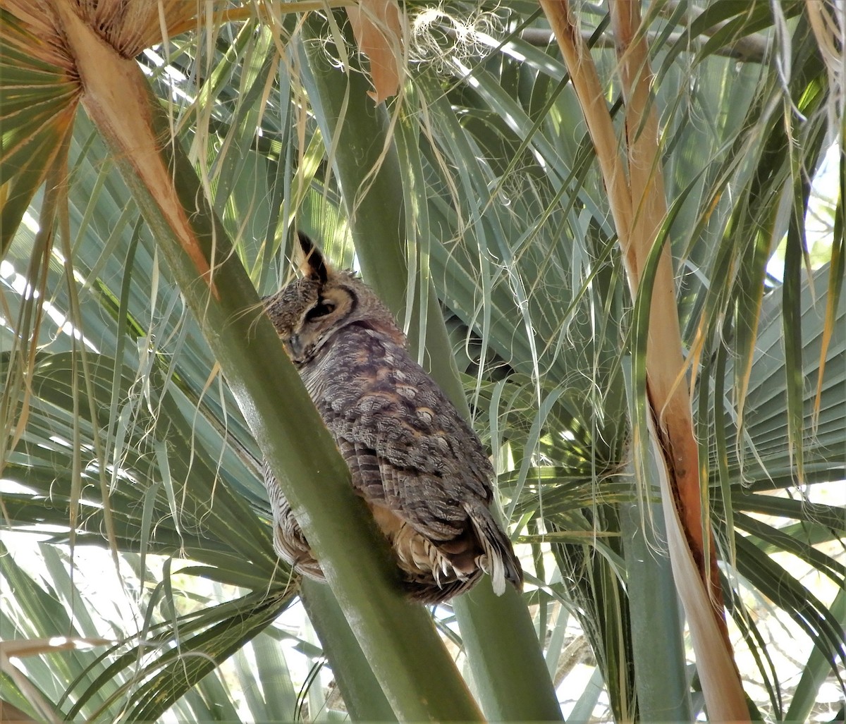 Great Horned Owl - Peter Zika