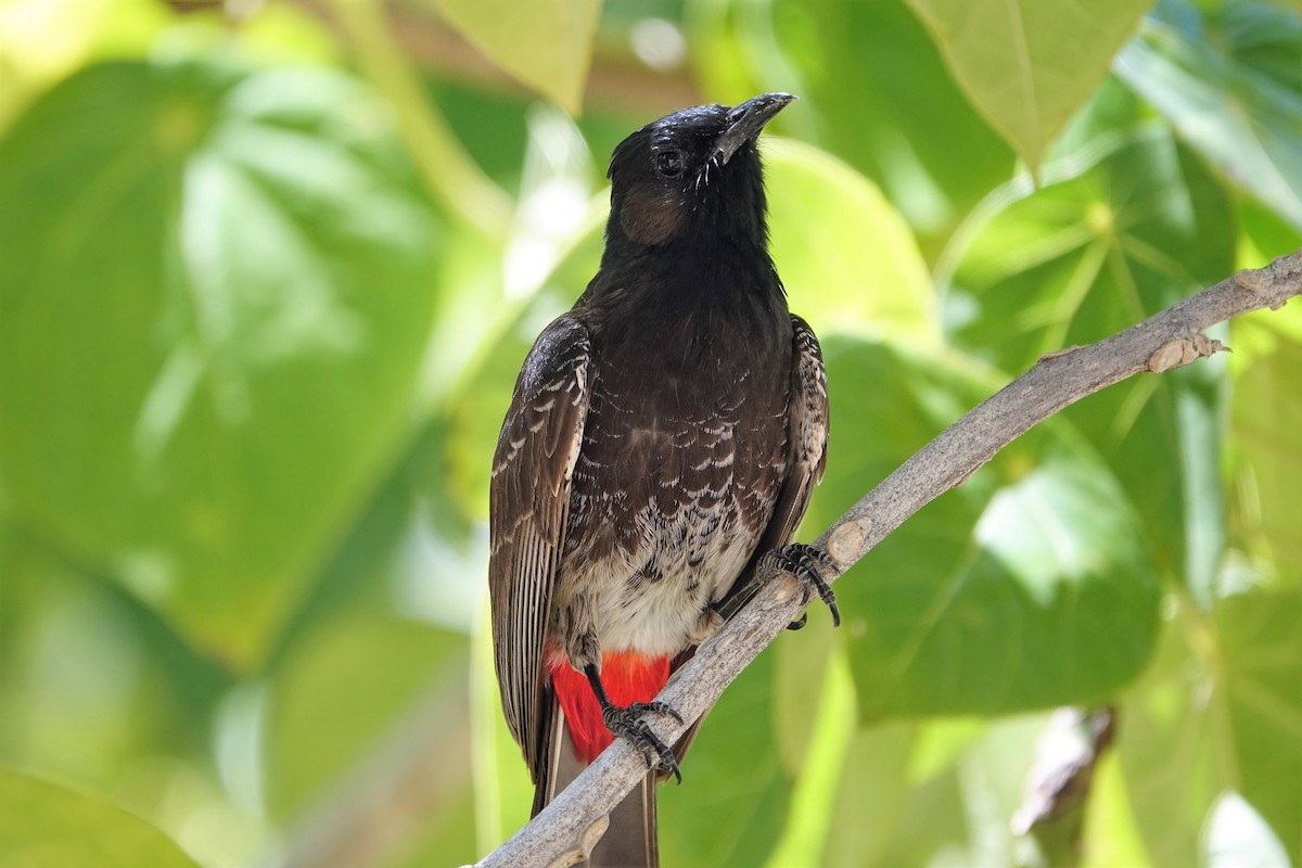 Red-vented Bulbul - ML87523481