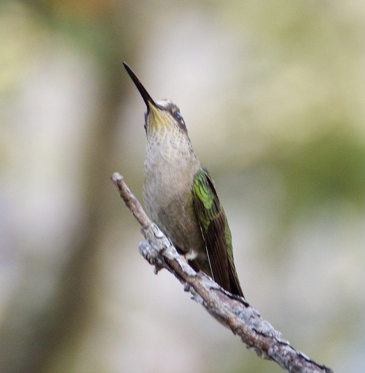 Rivoli's Hummingbird - ML87523521