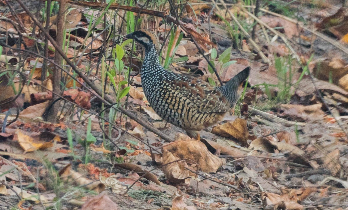 Chinese Francolin - ML87524951
