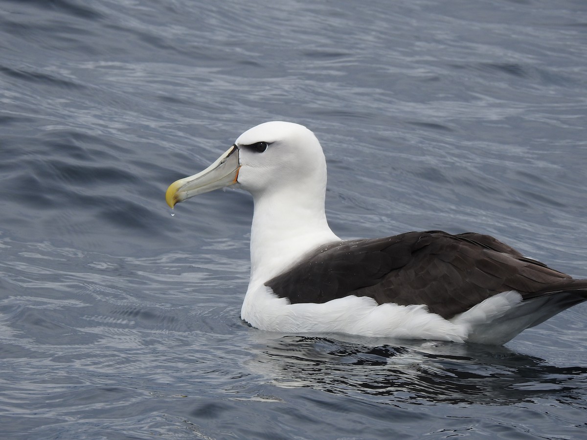White-capped Albatross - Sheryl Galvez