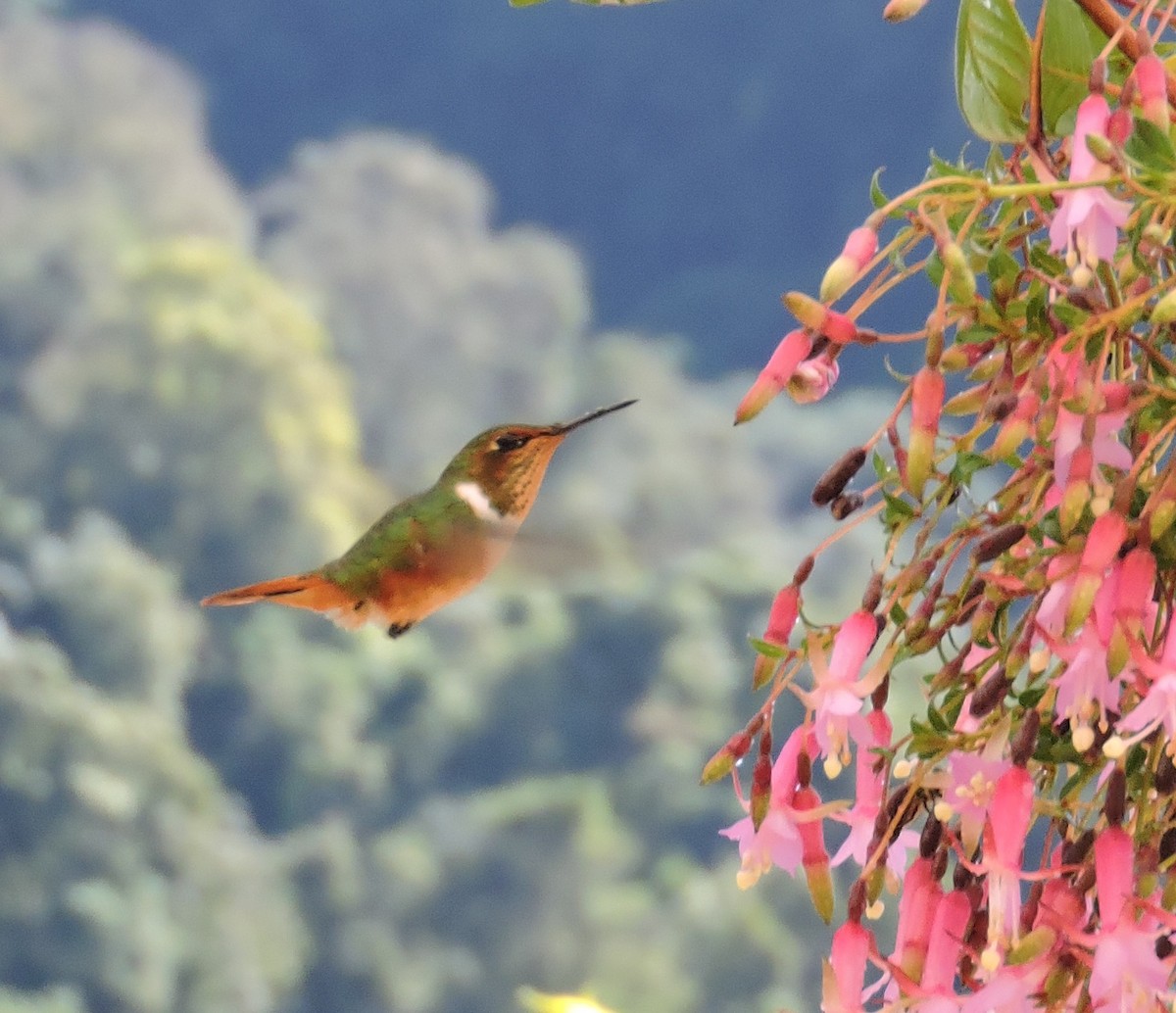 Scintillant Hummingbird - Craig Gittleman
