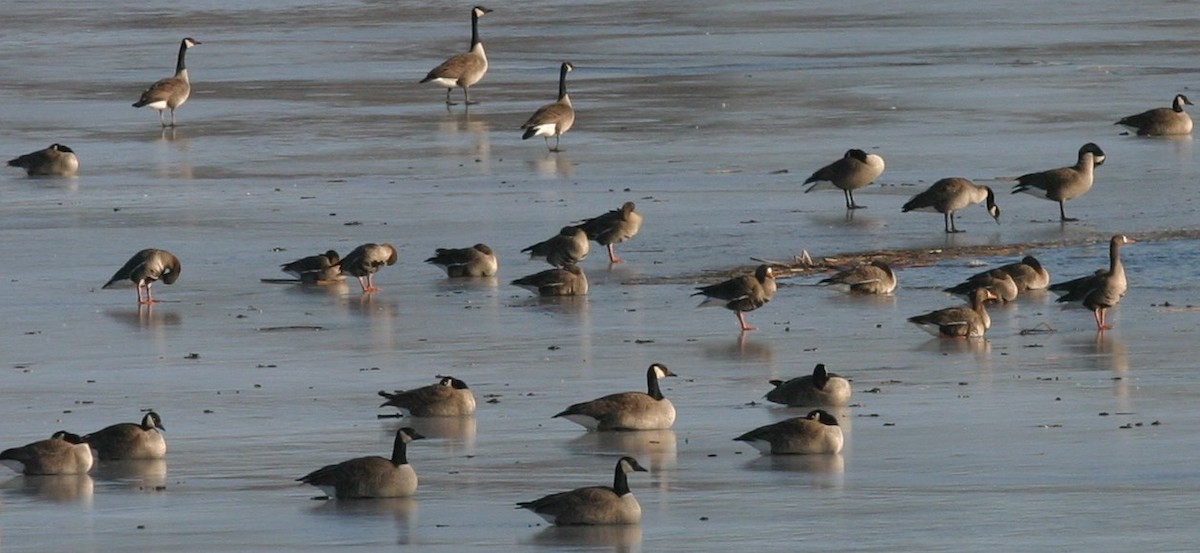 Greater White-fronted Goose - joe hodkiewicz