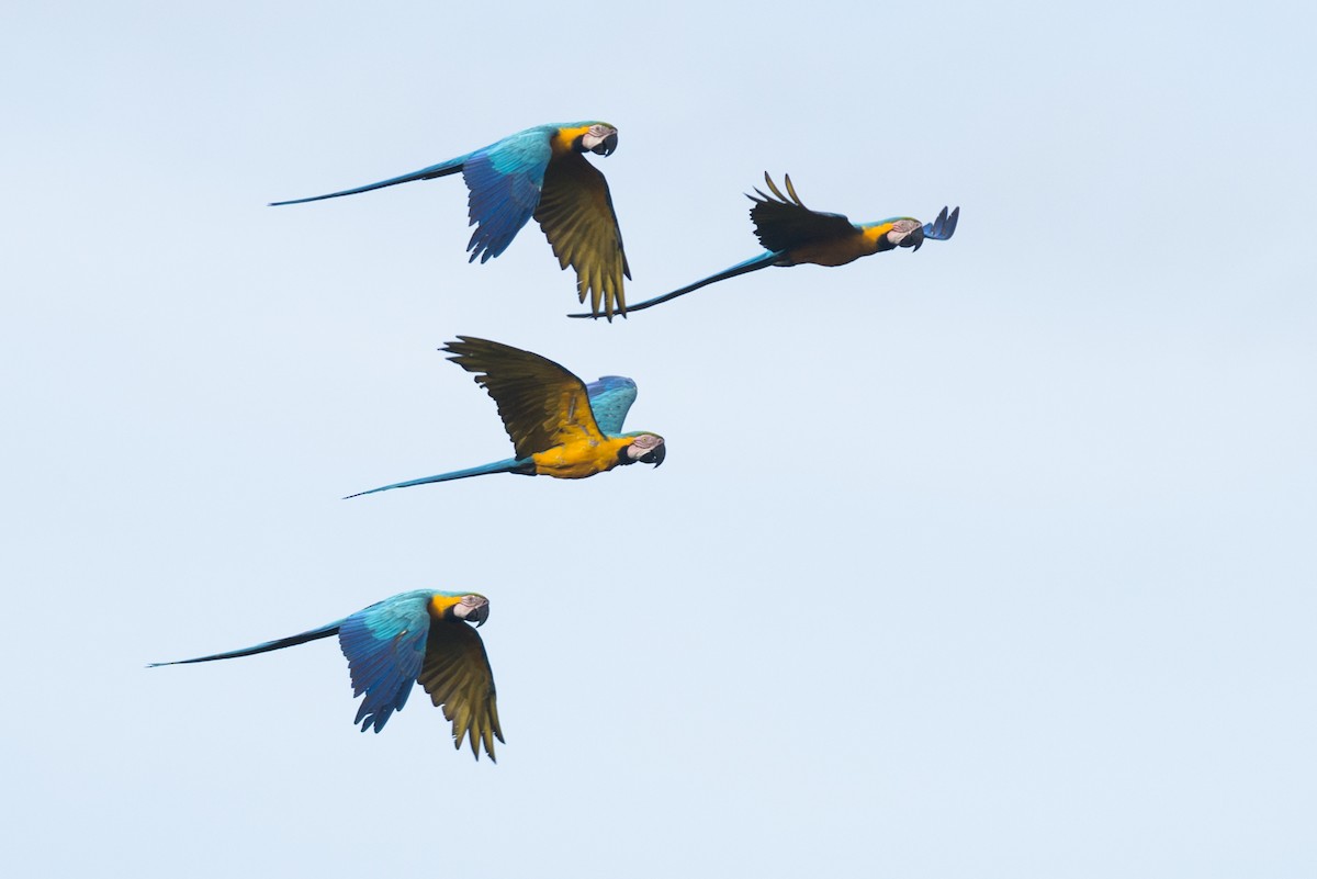 Blue-and-yellow Macaw - Claudia Brasileiro