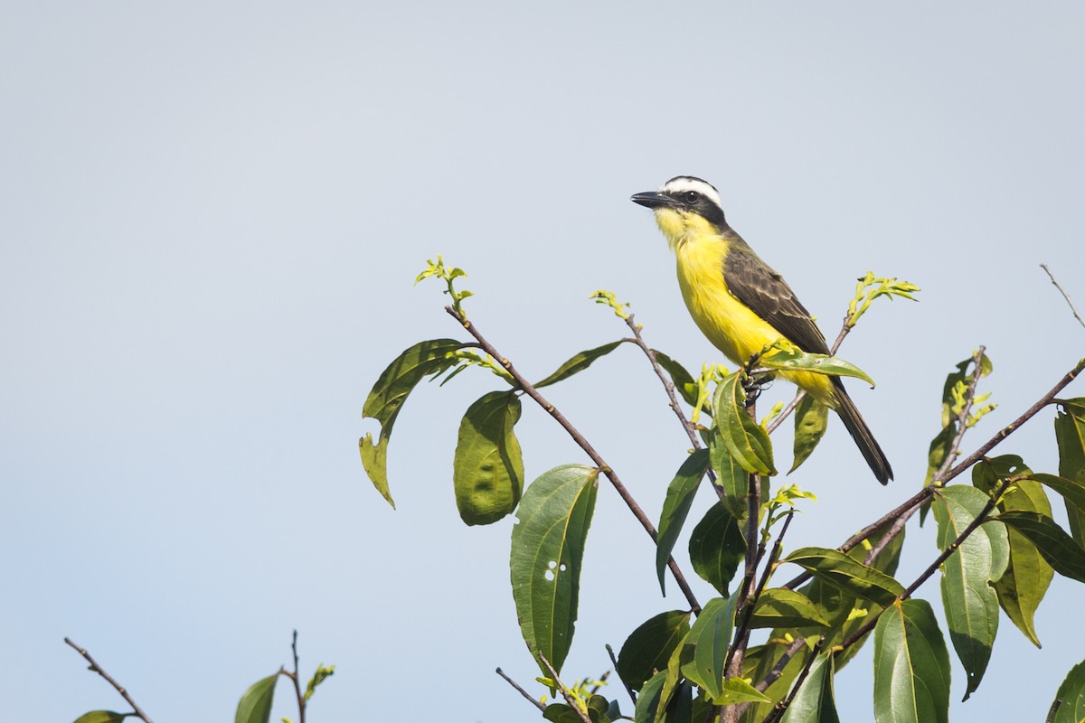 Yellow-throated Flycatcher - Claudia Brasileiro