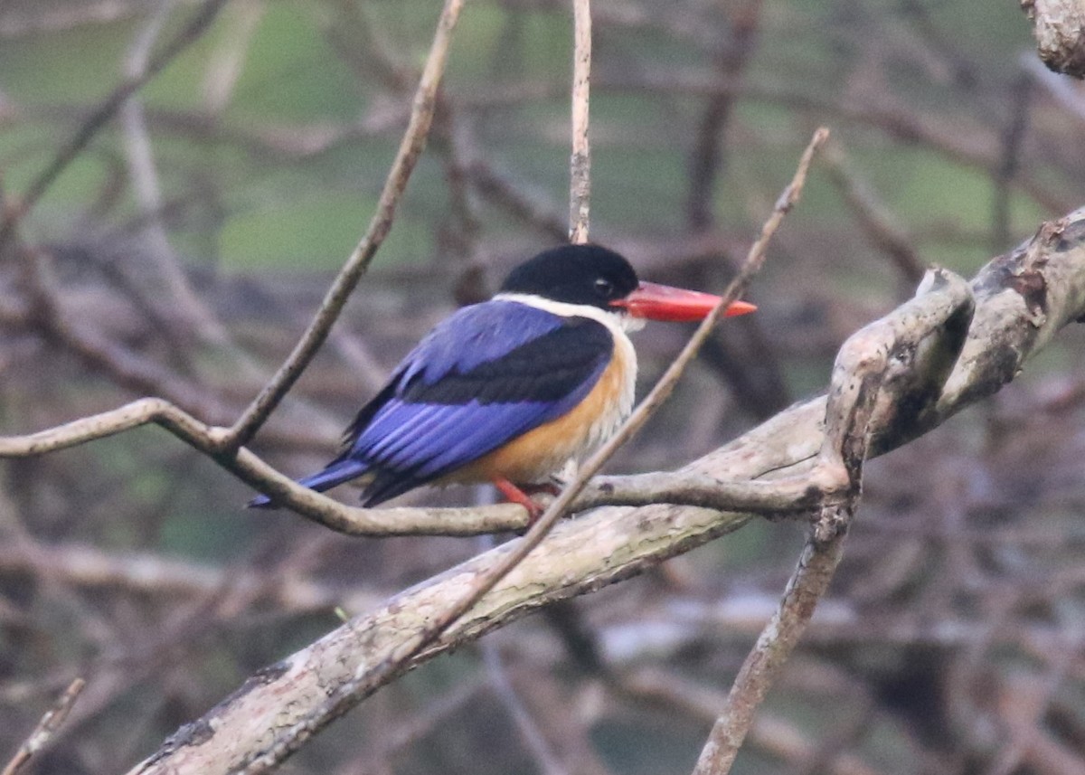 Black-capped Kingfisher - Louis Hoeniger