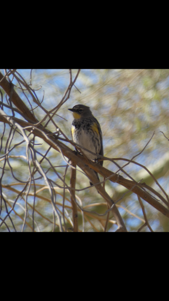 Yellow-rumped Warbler (Audubon's) - Roxana Laing