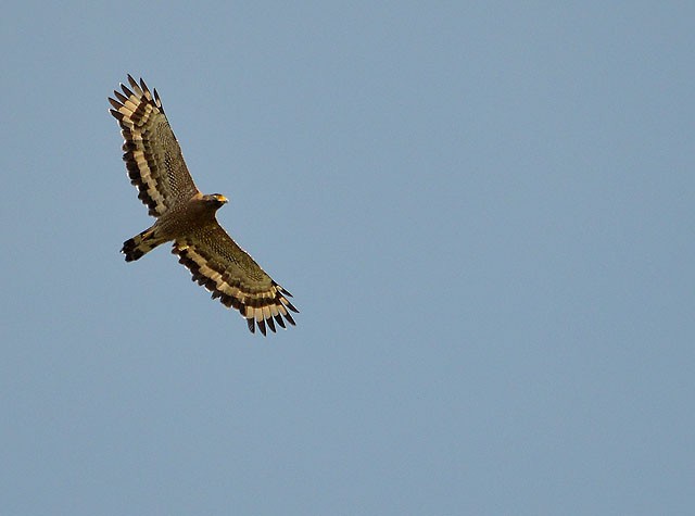 Crested Serpent-Eagle - ML87535731