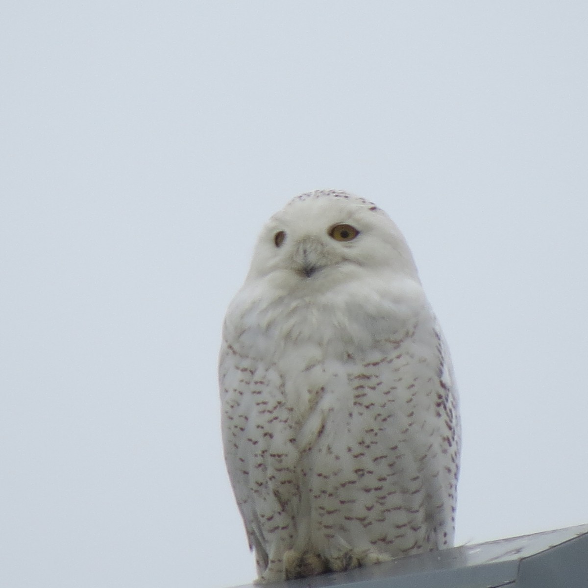 Snowy Owl - Florence Rice