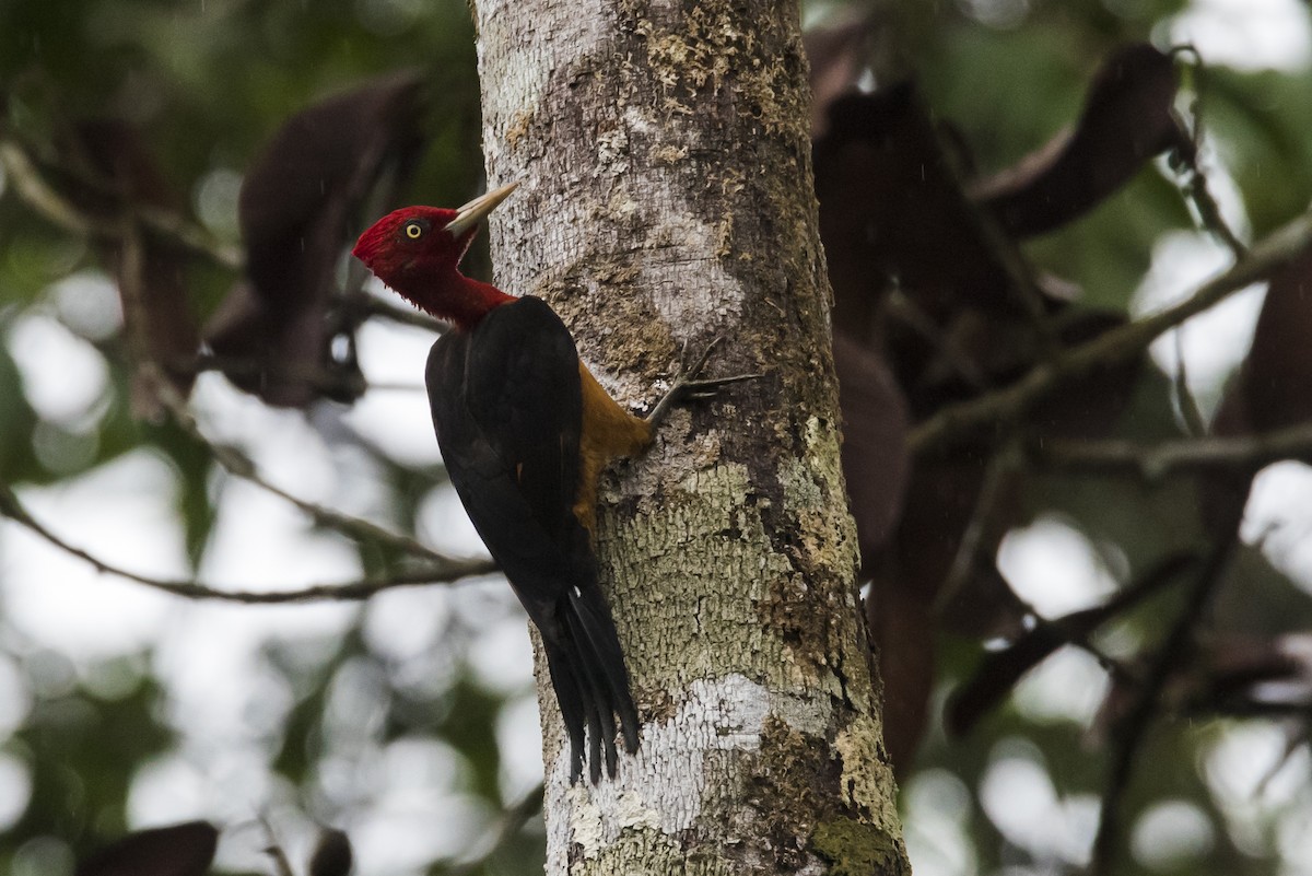 Red-necked Woodpecker - ML87536871