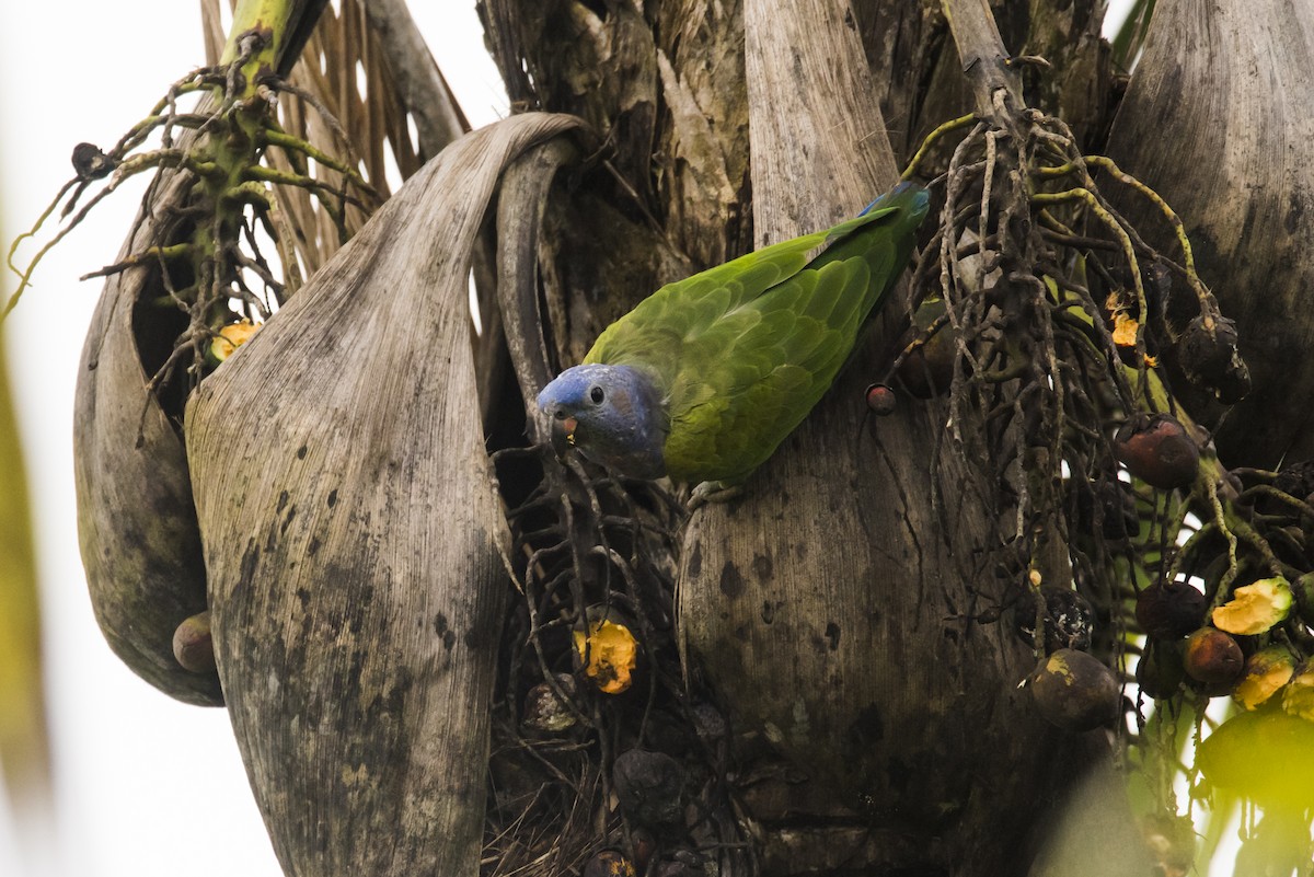 Blue-headed Parrot - Claudia Brasileiro