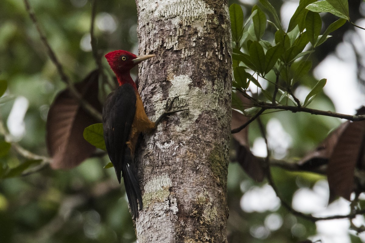 Red-necked Woodpecker - ML87536971