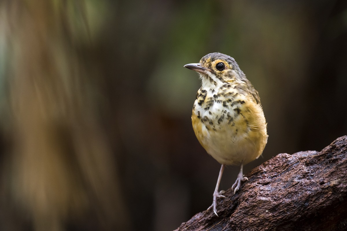 Spotted Antpitta - ML87537051