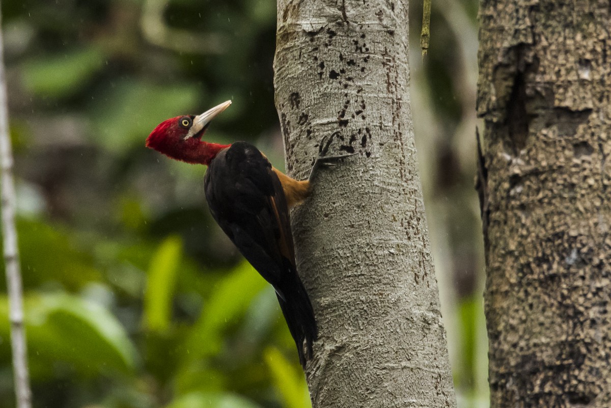 Red-necked Woodpecker - ML87537061