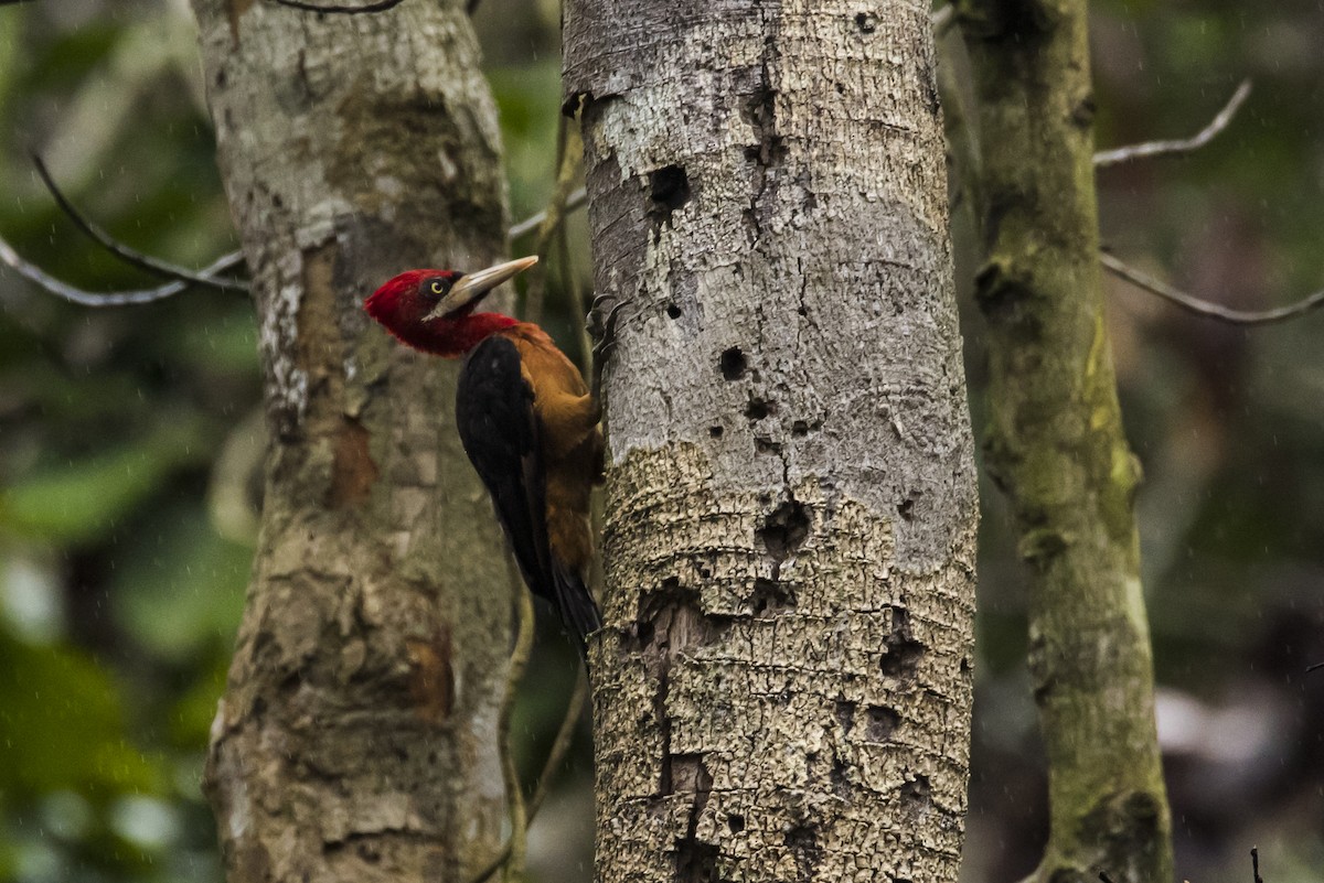 Red-necked Woodpecker - ML87537121
