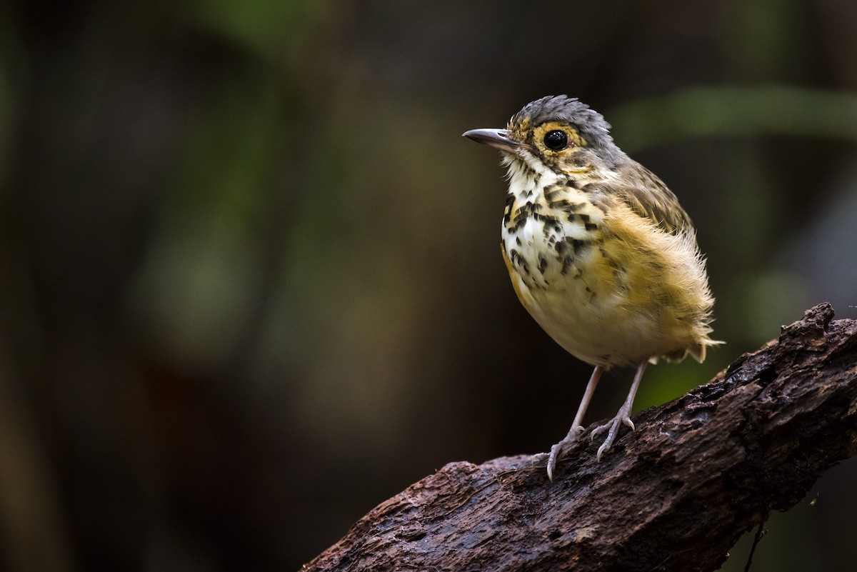 Spotted Antpitta - ML87537151