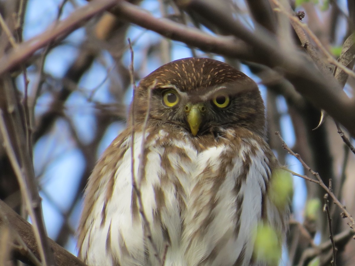Ferruginous Pygmy-Owl - Marilyn Castillo Muñoz (Kingfisher Birdwatching Nuevo León)