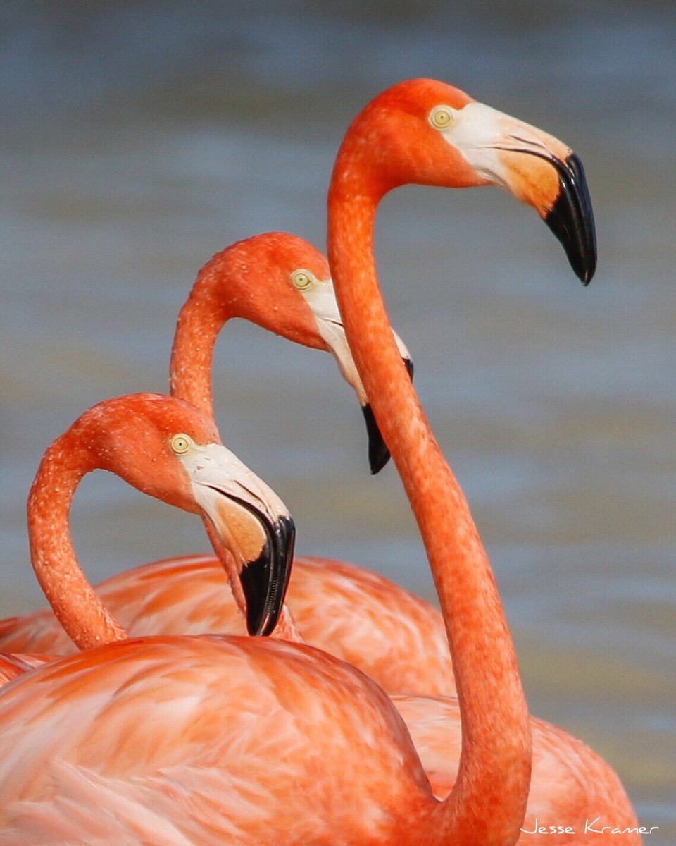 Amerika Flamingosu - ML87539271