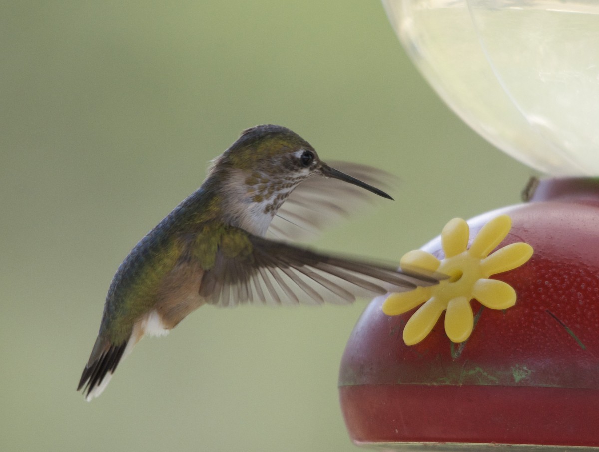 Calliope Hummingbird - ML87539291