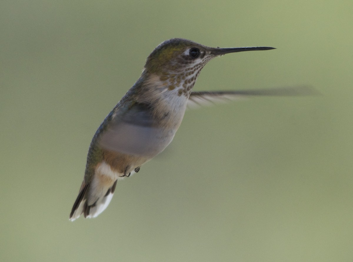 Calliope Hummingbird - ML87539301