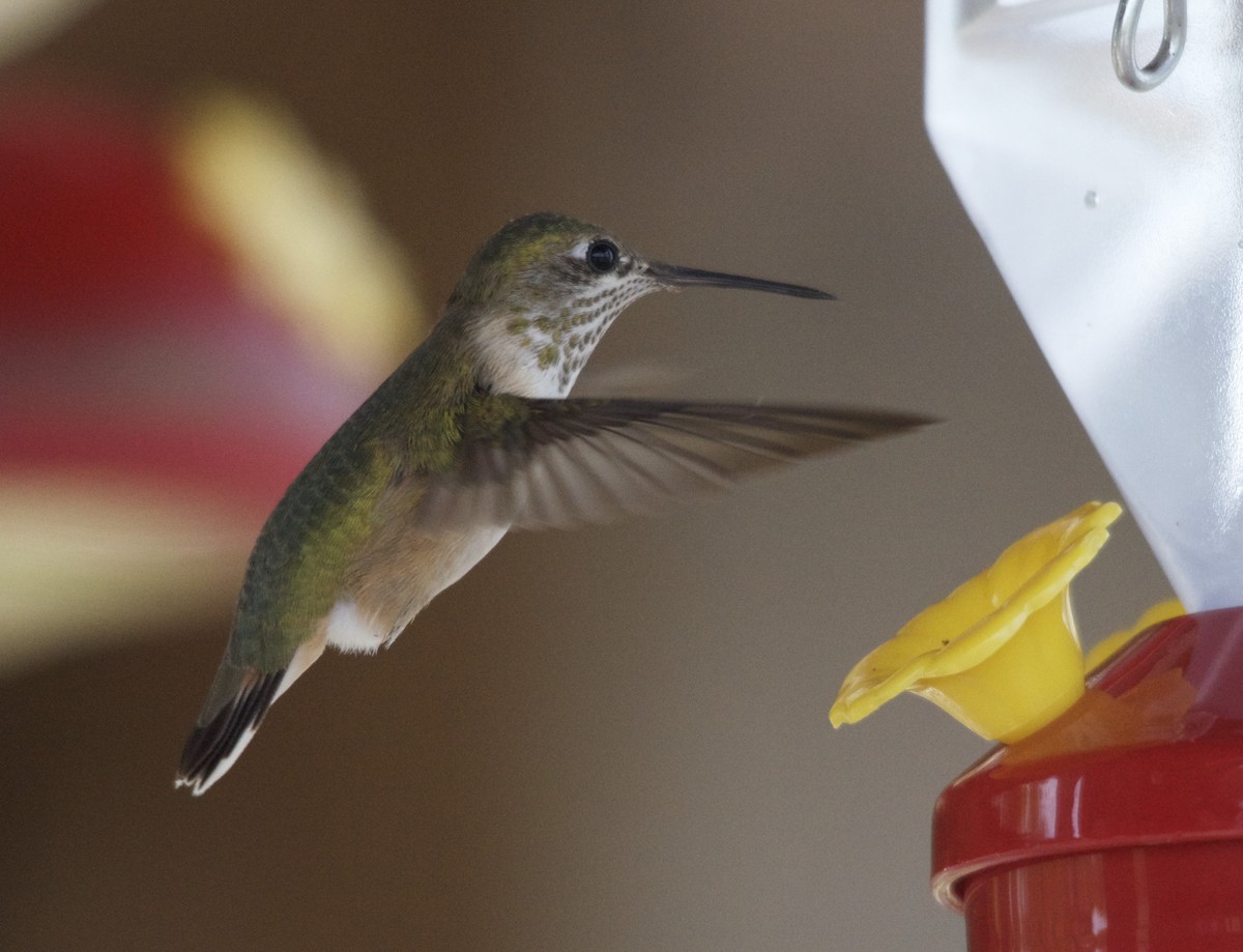 Calliope Hummingbird - Harlan Stewart