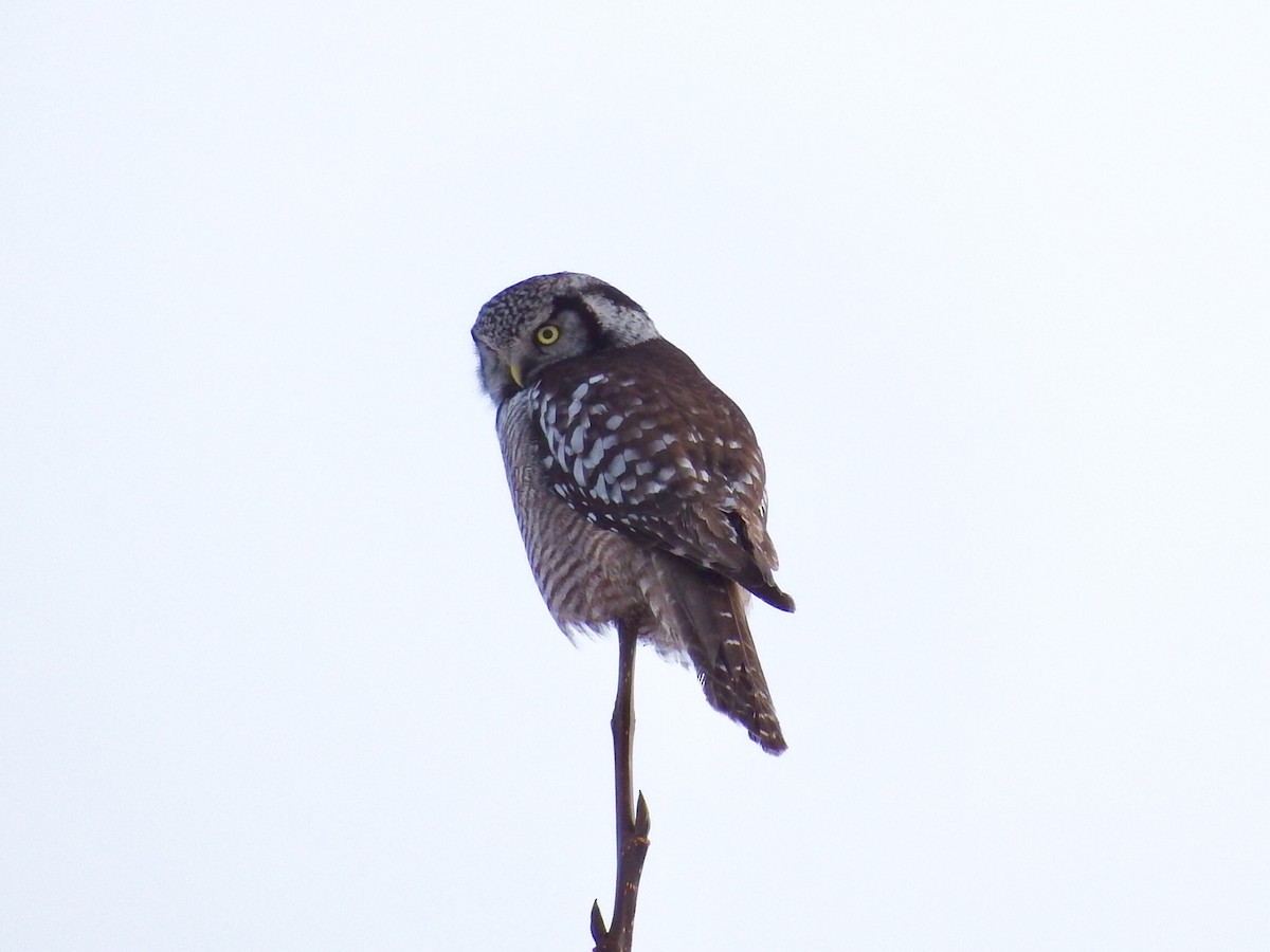 Northern Hawk Owl - ML87541651