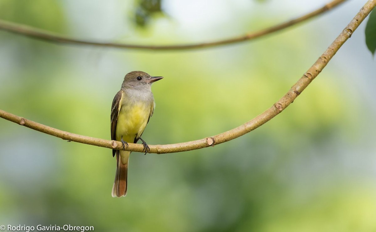 Great Crested Flycatcher - ML87543241
