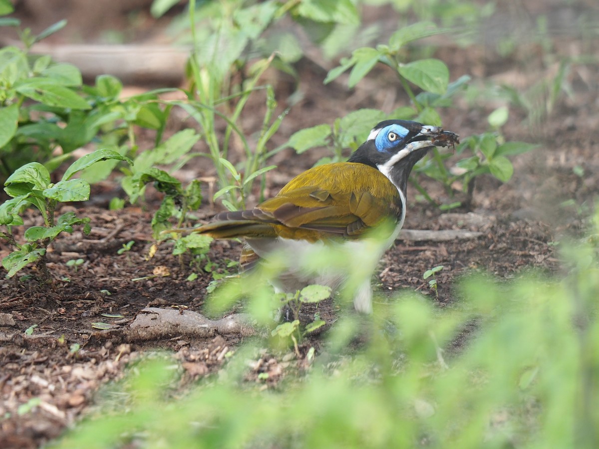 Blue-faced Honeyeater - Len and Chris Ezzy