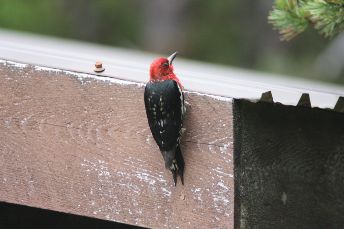 Red-breasted Sapsucker - ML87545611