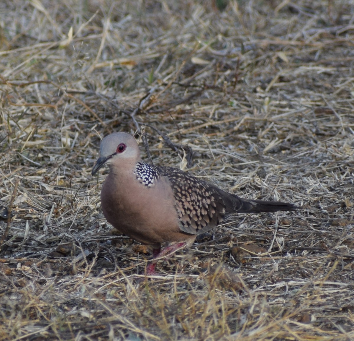 Spotted Dove - ML87546021