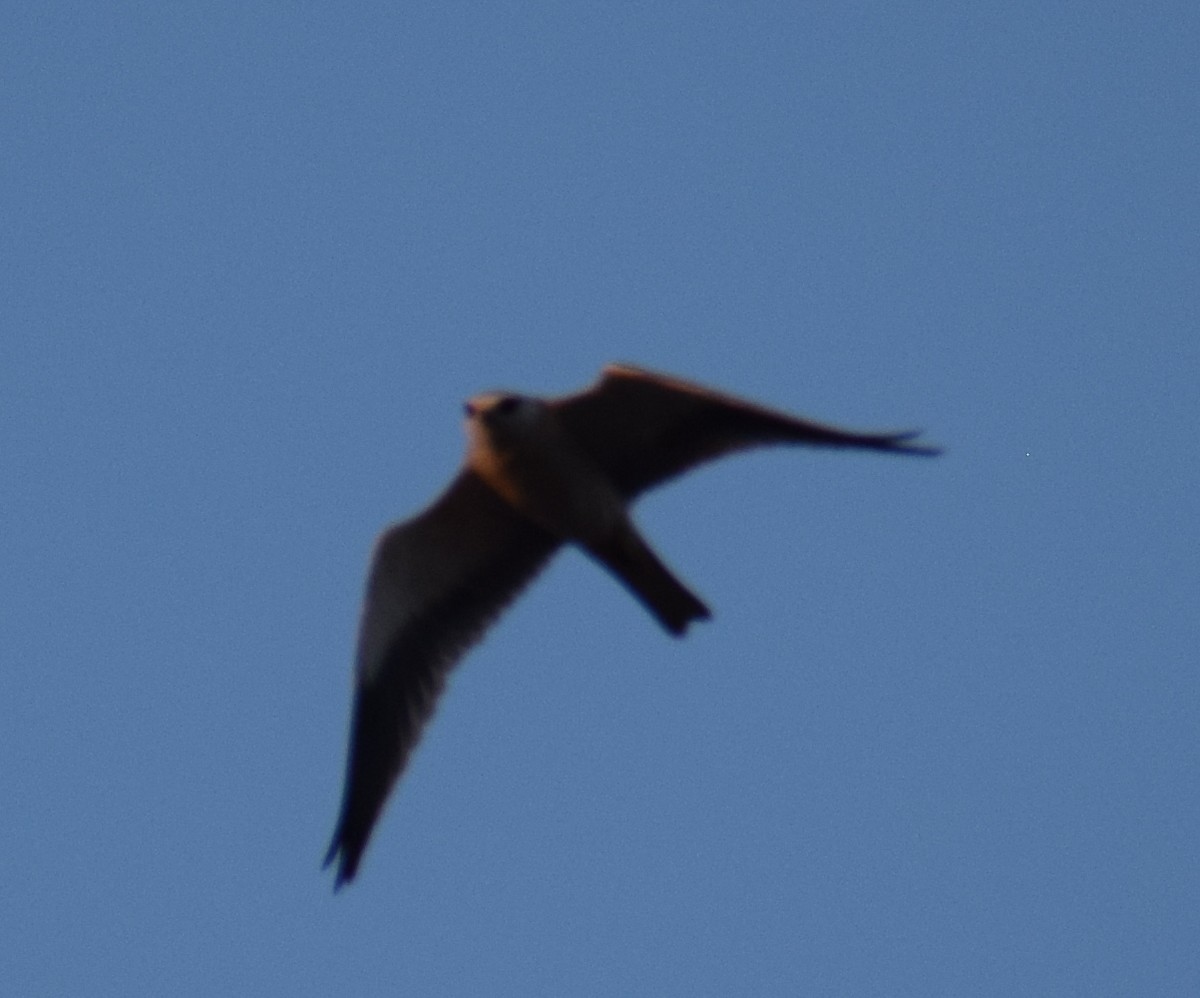 Black-winged Kite - ML87546111