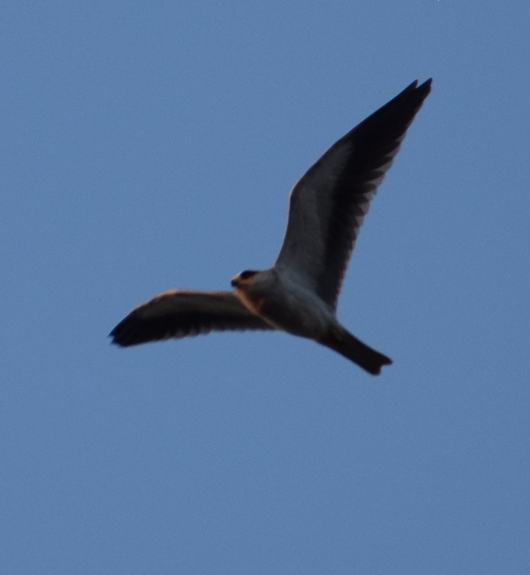 Black-winged Kite - ML87546121