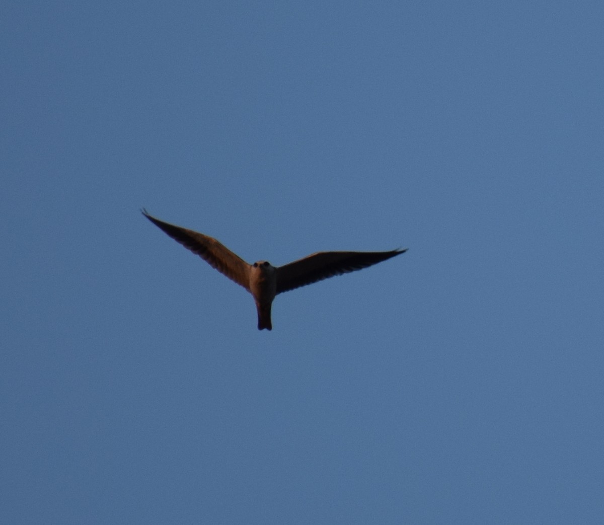 Black-winged Kite - Yogeswarie Sreedharan
