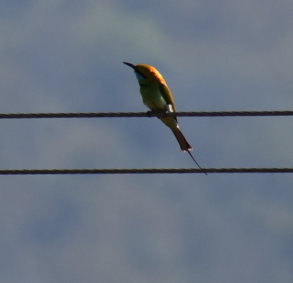 Asian Green Bee-eater - Yogeswarie Sreedharan